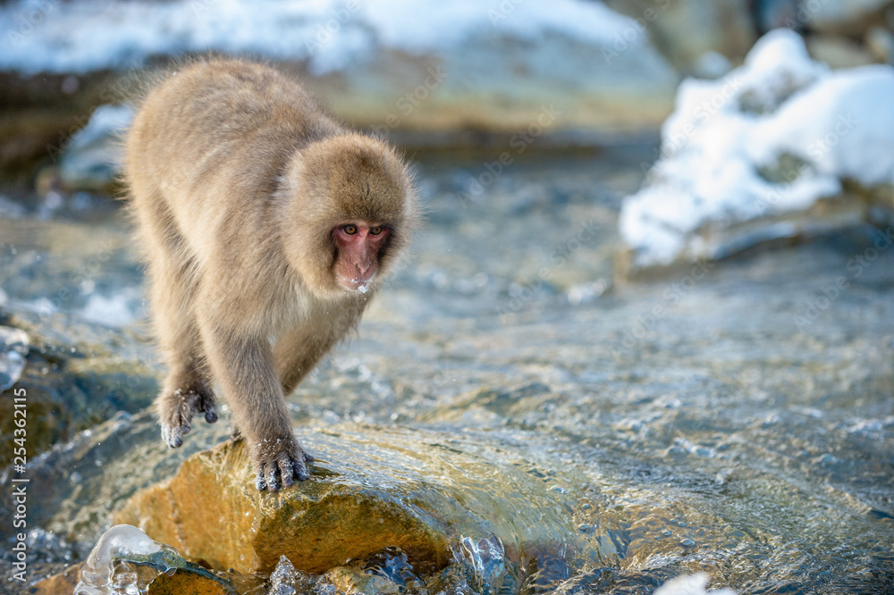 Naklejka premium Japanese macaque jumping. The Japanese macaque, Scientific name: Macaca fuscata, also known as the snow monkey. Natural habitat, winter season.
