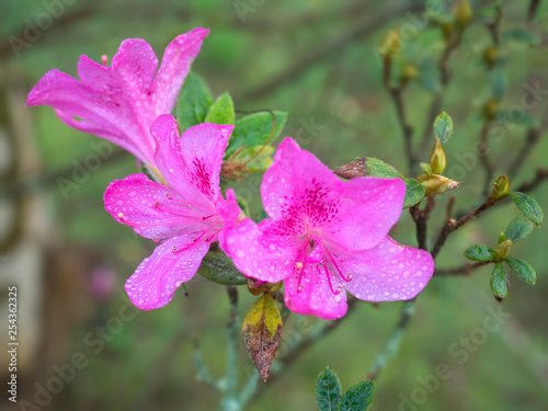 Close up view of pink Autumn Royalty Encore Azalea flower with water dew drops, selective focus, vivid colors