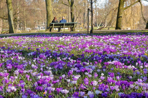 Blooming Crocuses in Oosterpark, Amsterdam, Netherlands, with a couple enjoying the park in the background