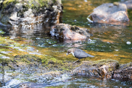 Eine Wasseramsel späht nach Beute im Fluss