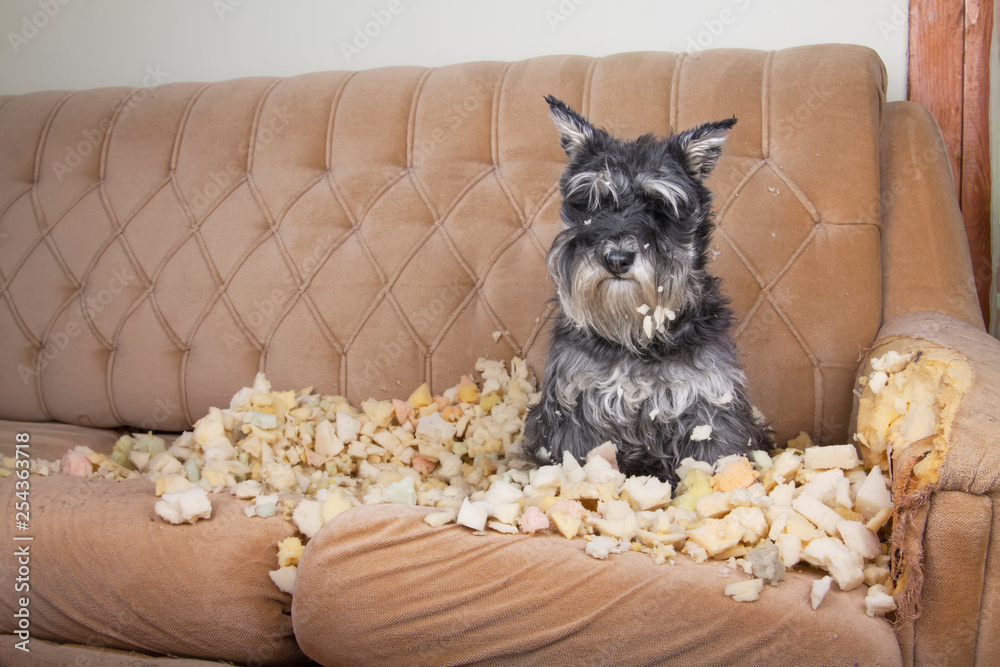 Naughty bad schnauzer puppy dog lies on a couch that she has just destroyed.  foto de Stock | Adobe Stock