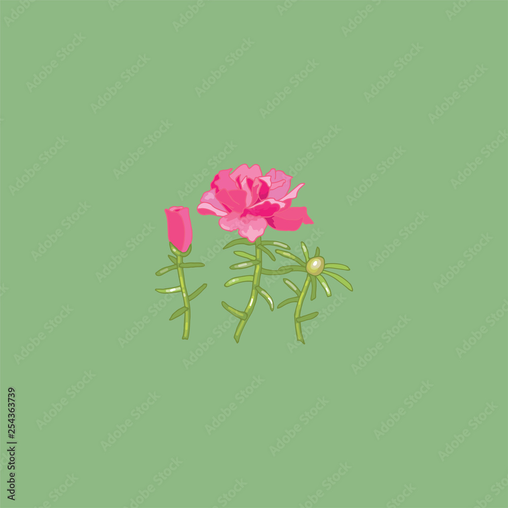 Fototapeta premium Portulac grandiflora. Blooming purslane. Bright ground cover flowers. Summer flowers. Garden plants for flower beds.