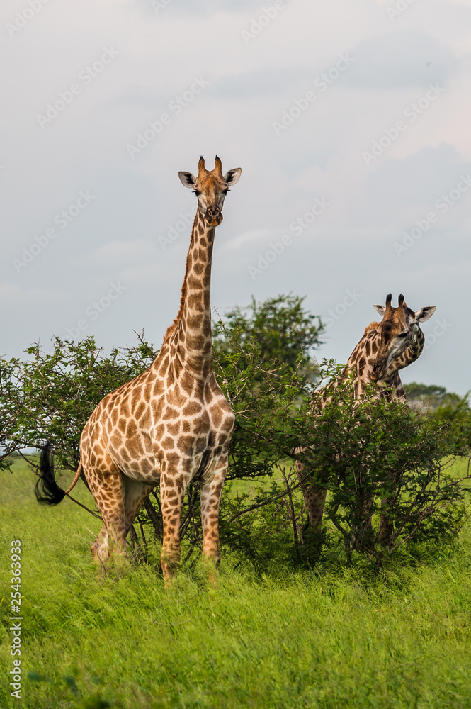 Obraz premium Wild giraffes in african savannah. Tanzania. National park Serengeti
