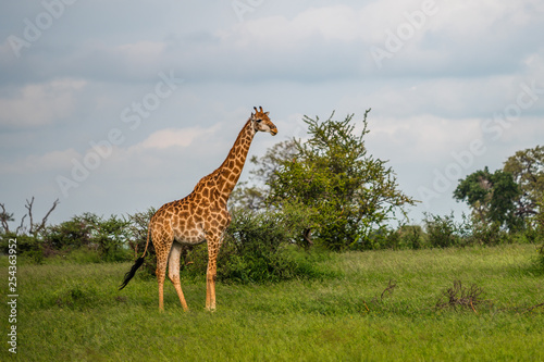 Wild giraffes in african savannah. Tanzania. National park Serengeti