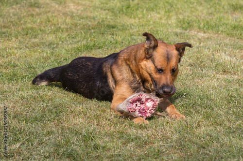 Fototapeta Naklejka Na Ścianę i Meble -  The dog eats meat on the grass,German Shepherd eats meat on the head of an animal on the grass