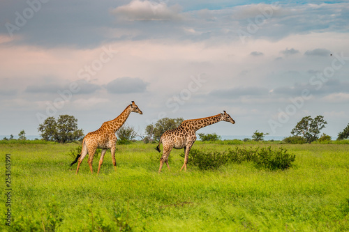 Wild giraffes in african savannah. Tanzania. National park Serengeti