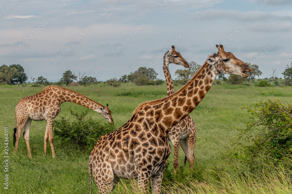 Obraz premium Wild giraffes in african savannah. Tanzania. National park Serengeti