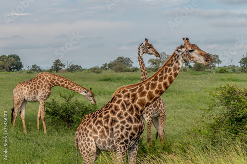 Wild giraffes in african savannah. Tanzania. National park Serengeti