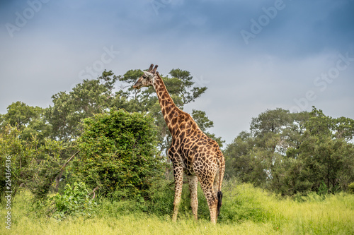 Wild giraffes in african savannah. Tanzania. National park Serengeti