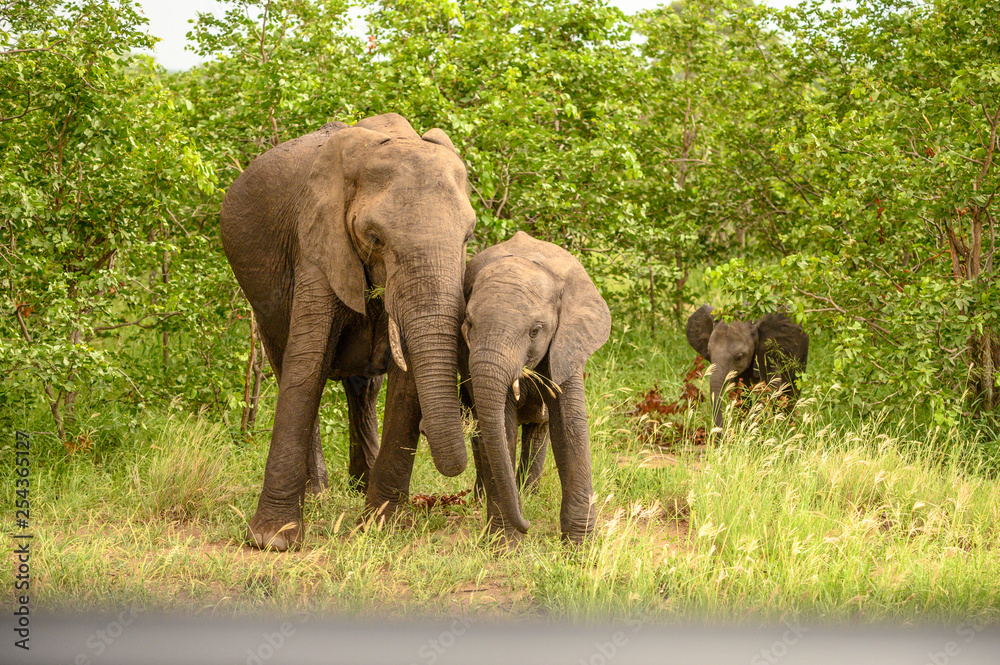Wild african elephant close up, Botswana, Africa Wild african elephant close up, Botswana, Africa