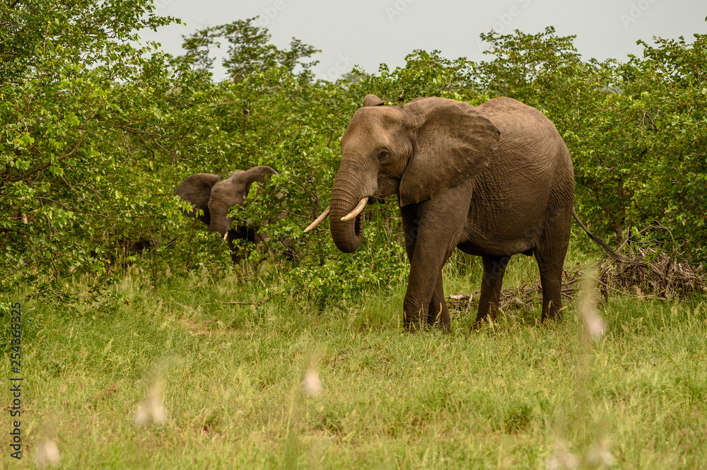 Wild african elephant close up, Botswana, Africa