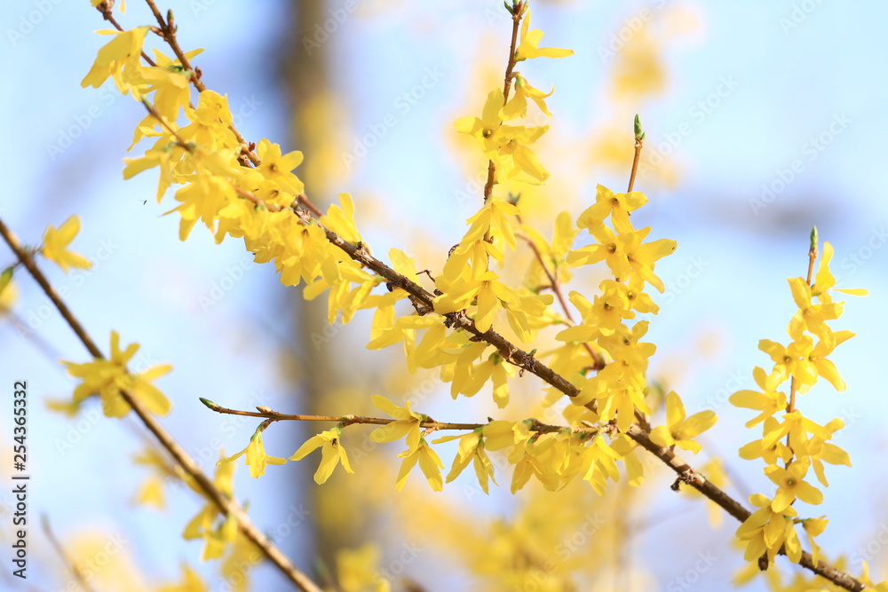 Spring blossom tree, yellow flowers, botanical garden