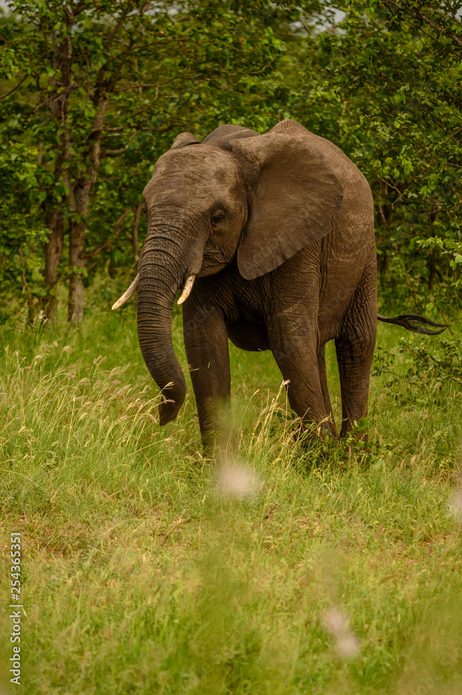 Obraz premium Wild african elephant close up, Botswana, Africa