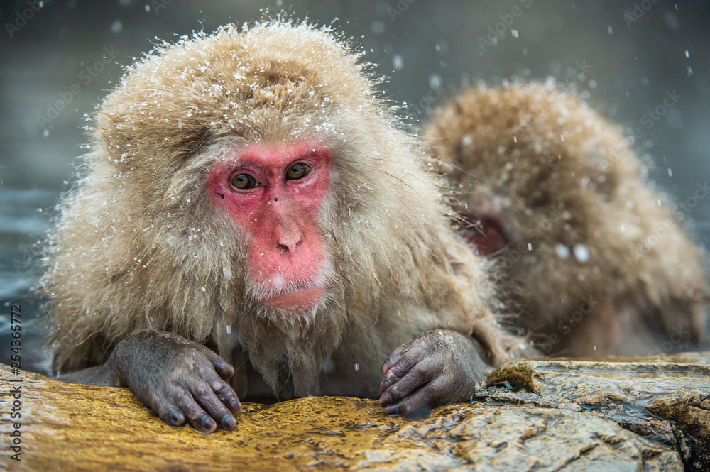 Japanese macaques in water of natural hot springs. Cleaning procedure. The Japanese macaque ( Scientific name: Macaca fuscata), also known as the snow monkey. Japanese macaques in water of natural hot springs. Cleaning procedure. The Japanese macaque ( Scientific name: Macaca fuscata), also known as the snow monkey.
