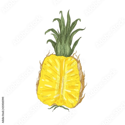 Elegant natural drawing of cut fresh juicy pineapple isolated on white backgr...