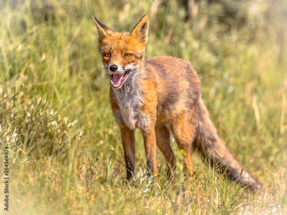 Obraz premium Red Fox in natural vegetation