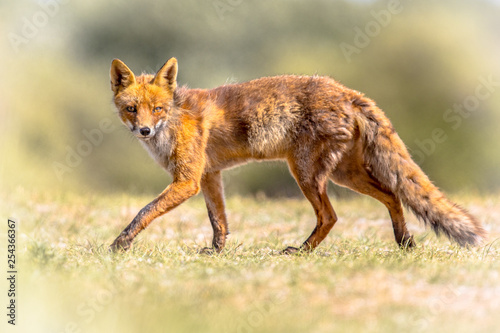 Red Fox sneaky walking