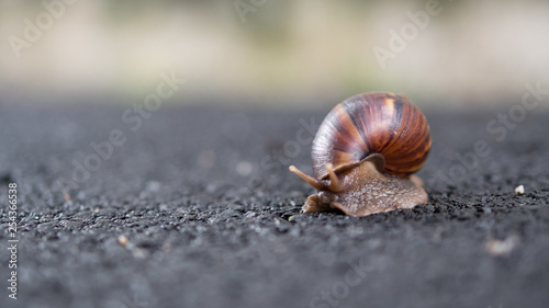The front view of the snail is on a blurred background.
