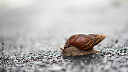 The front view of the snail is on the ground.