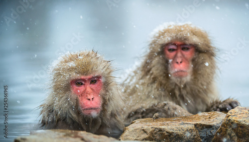 The Japanese macaques at Jigokudani natural hotsprings. Japanese macaque, Scientific name: Macaca fuscata, also known as the snow monkey. © Uryadnikov Sergey