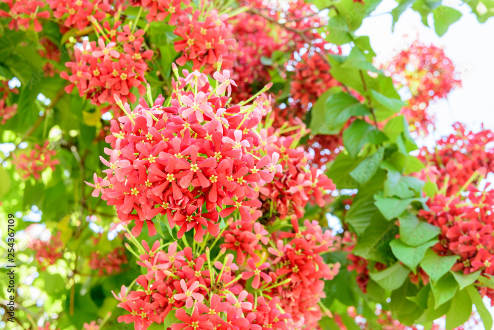 beautiful honey suckle flowers beautiful honey suckle flowers