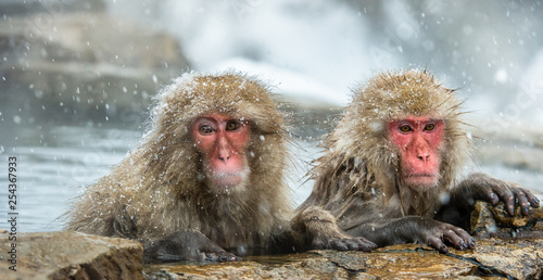 The Japanese macaques at Jigokudani natural hotsprings. Japanese macaque, Scientific name: Macaca fuscata, also known as the snow monkey. © Uryadnikov Sergey