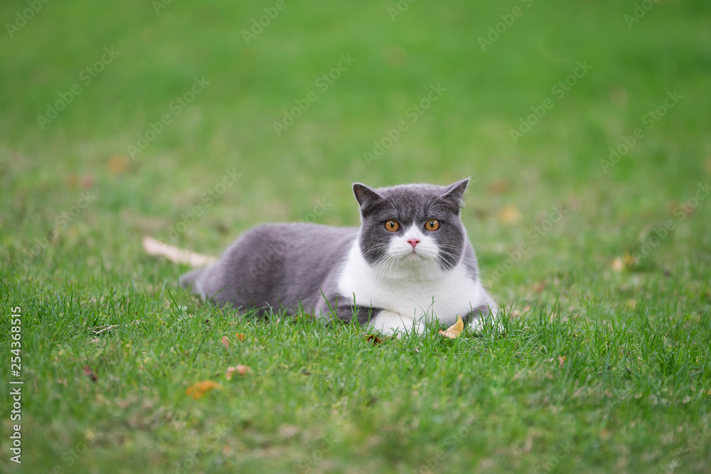 Cute British short-haired cat in park grass