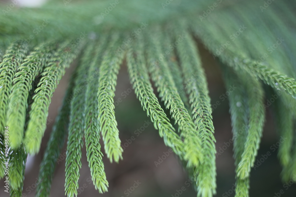 Plants are mainly multicellular, predominantly photosynthetic