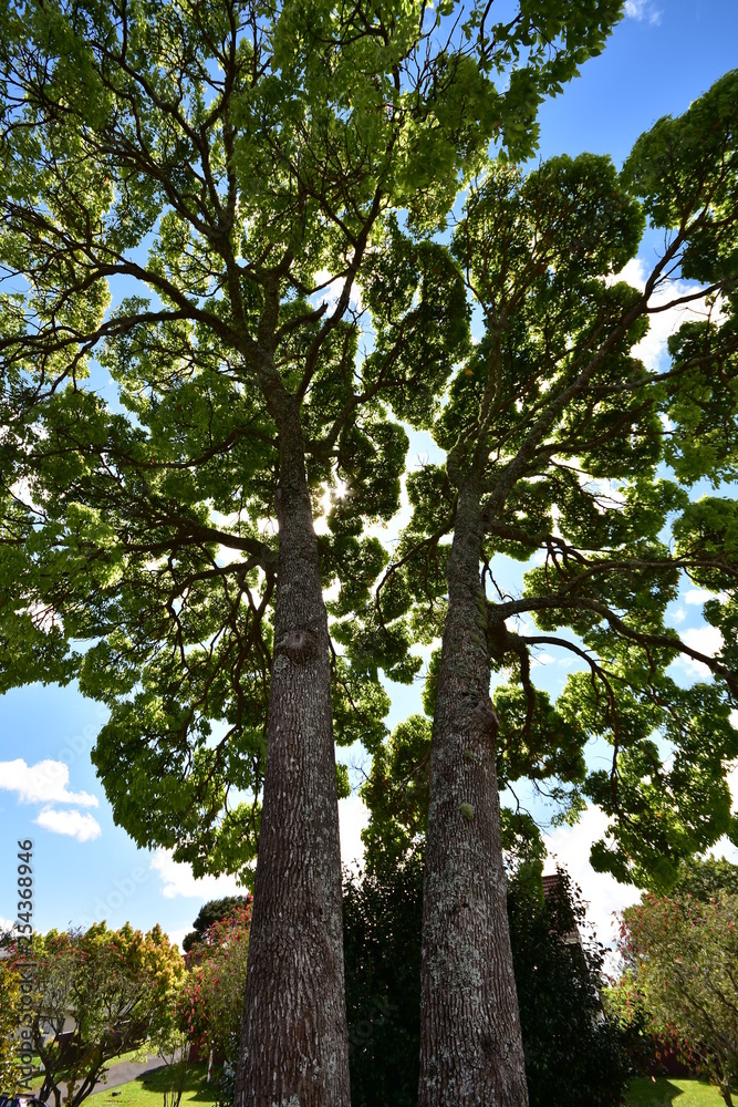 Fototapeta premium Wide angle view of two tall trees with massive trunks and distant extensive treetops.