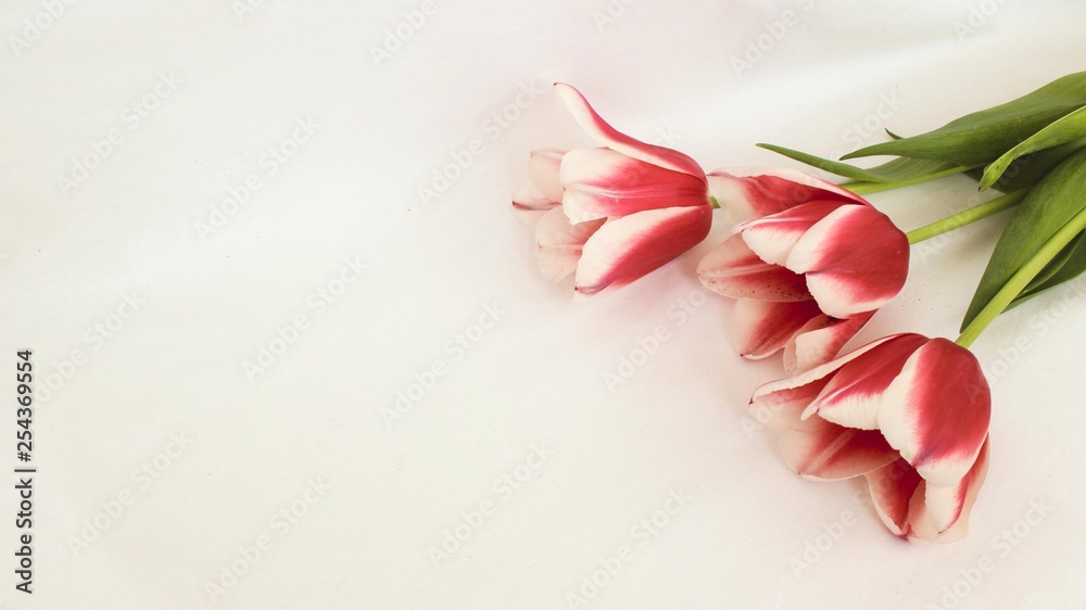 tulips on white background - obrazy, fototapety, plakaty 