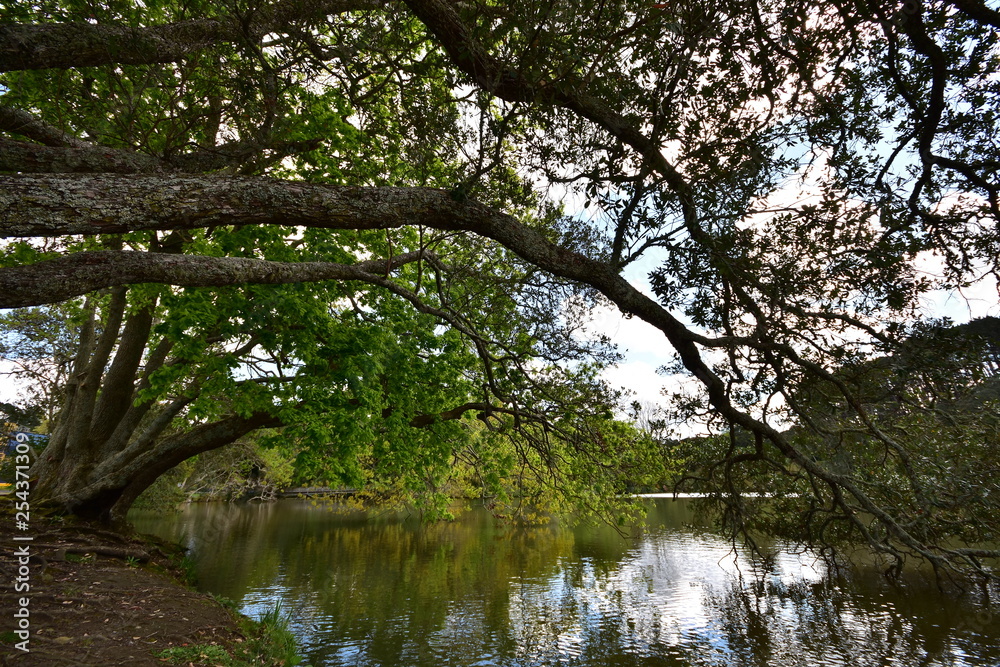 Huge bent tree branches with bright green leaves reflecting on calm lake surface.