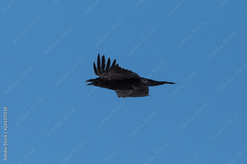 Obraz premium side view flying northern raven (corvus corax), blue sky, spread wings
