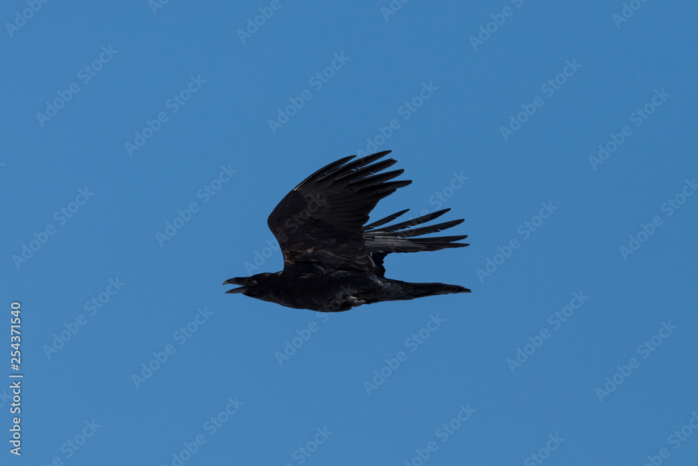 side view northern raven (corvus corax) in flight, blue sky, spread wings side view northern raven (corvus corax) in flight, blue sky, spread wings