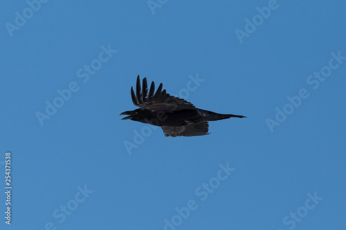 side view flying northern raven (corvus corax), blue sky, spread wings © Pascal Halder