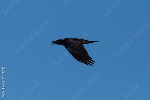 close side view flying northern raven (corvus corax), blue sky
