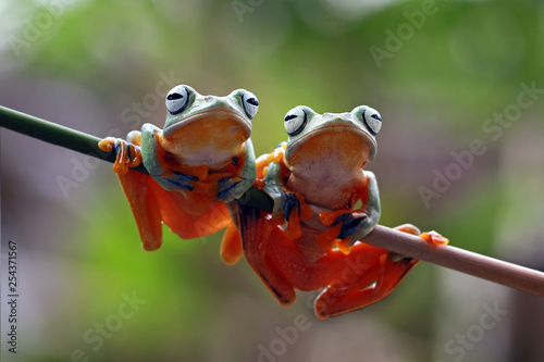 Javan tree frog on aitting on branch, flying frog on branch, tree frog on branch