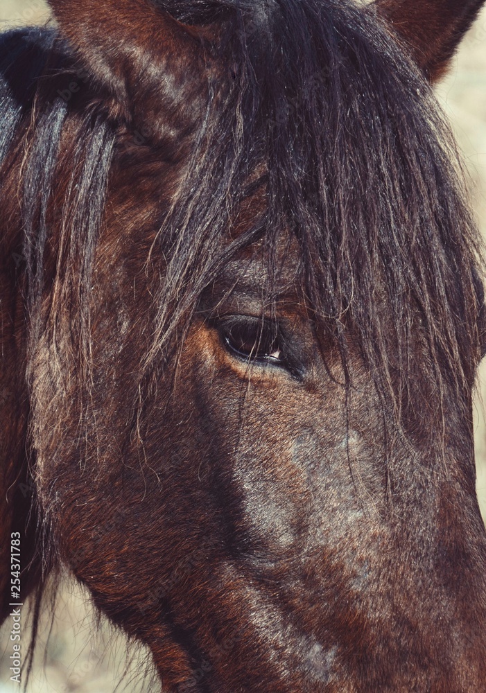 Naklejka brown horse portrait