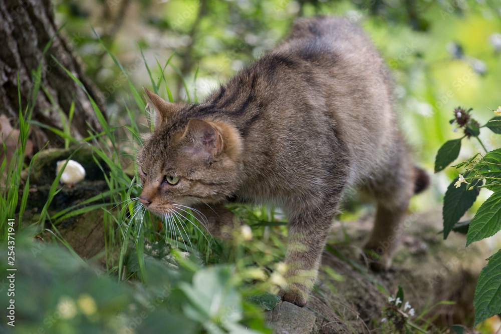 Obraz premium Eine Wildkatze schleicht durch die Vegetation