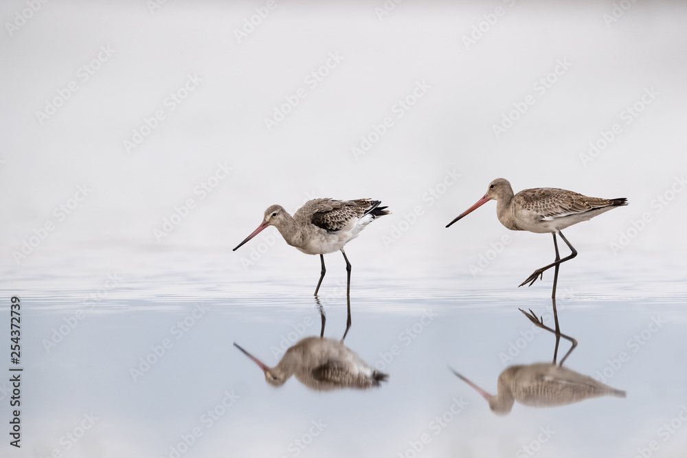 black tailed godwit on lake with reflection black tailed godwit on lake with reflection
