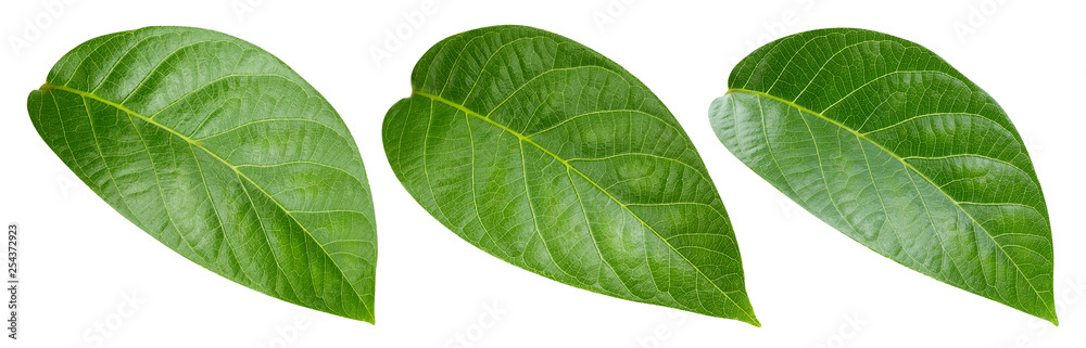 Obraz premium Nut leaves Clipping Path
