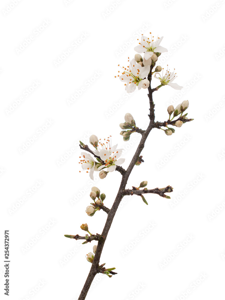 Prunus spinosa, blackthorn aka sloe blossom in springtime, isolated on white background. Delicate white flowers, close up detail.