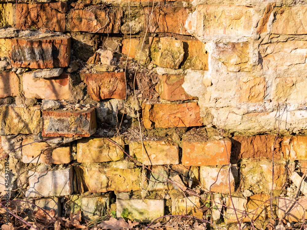 Fototapeta premium Photo of old ruined brick wall texture overgrown with plants