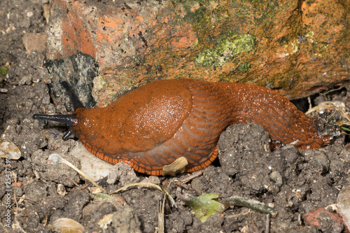 Eine Rote Wegschnecke kriecht über Steine in der Seitenansicht photo