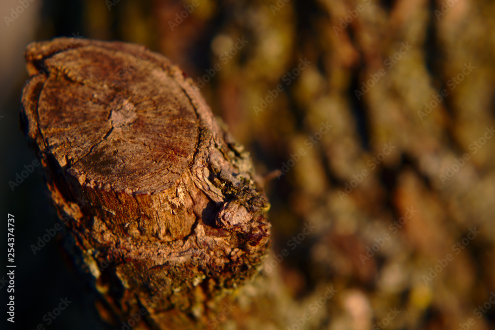 macro wood macro wood