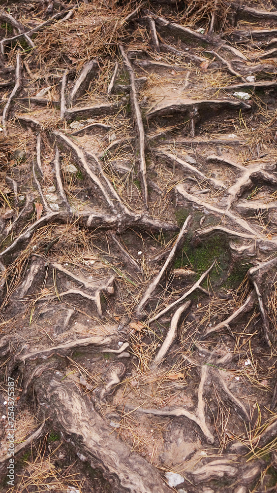 Fototapeta premium Tree roots.The root system is in dry soil.