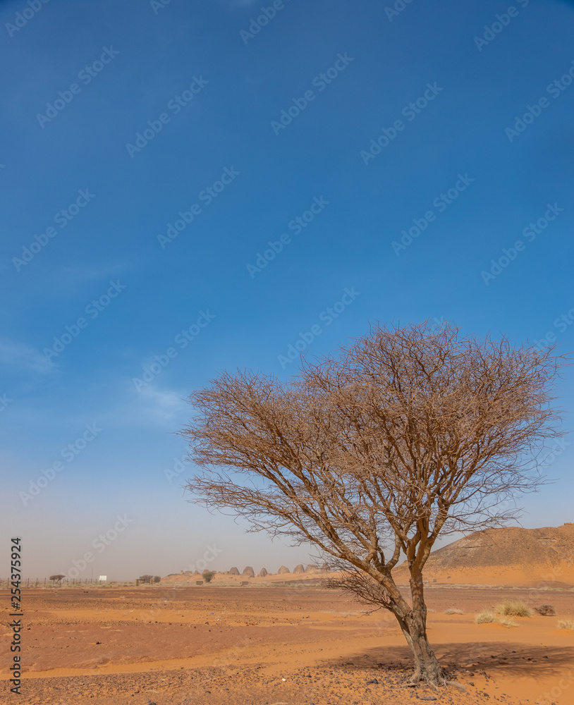 Acacia tree Acacieae in the desert of Sudan, Sahara Acacia tree Acacieae in the desert of Sudan, Sahara