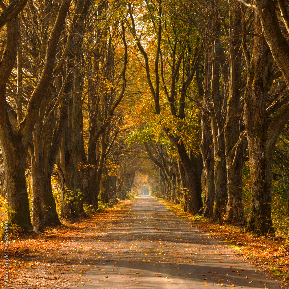 Autumn road country scene in north Poland