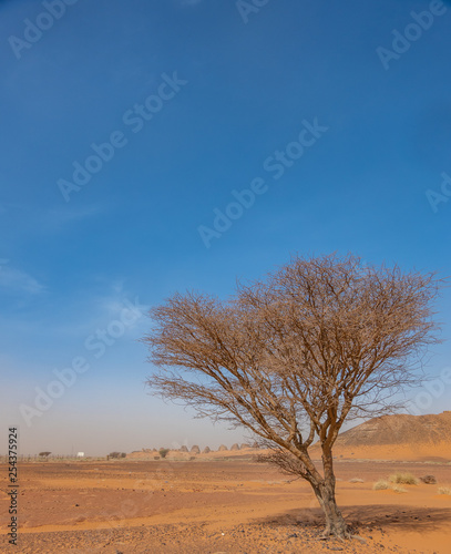 Acacia tree Acacieae in the desert of Sudan, Sahara
