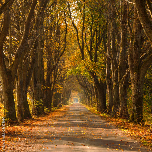 Autumn road country scene in north Poland