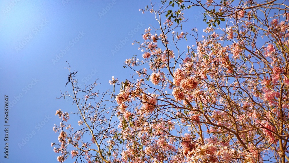 pink trumpet flower and blue sky background pink trumpet flower and blue sky background